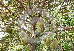 Fresh Durian Durio zibethinus king of tropical fruits growth in organic farm