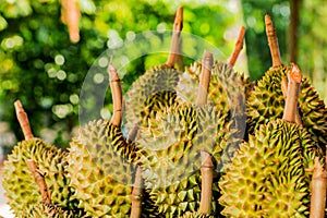 Fresh durian fruit from the durian garden for sale in the local market thailand tropical fruit