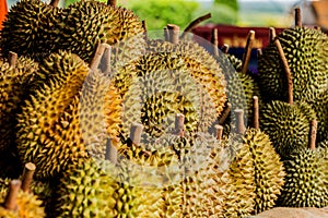 Fresh durian fruit from the durian garden for sale in the local market thailand tropical fruit