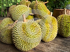 Fresh durian fruit. King of fruit which has specific smell
