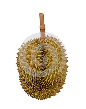 Fresh durian fruit placed on a white background. Durian the king of fruits The yellow color is on the white background. Ripe duria