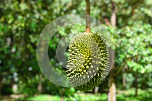 Fresh durian in garden.Asian fruits with nature