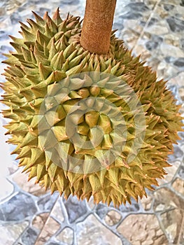 Fresh durian, king of fruit from Thailand