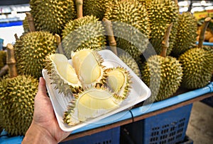 Fresh durian peeled on tray in hand and ripe durian tropical fruit sale in the market