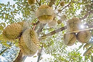 Fresh durian tree in the farm, Thai King fruit