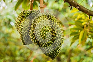 Fresh durian tropical fruit growing on durian tree plant in garden
