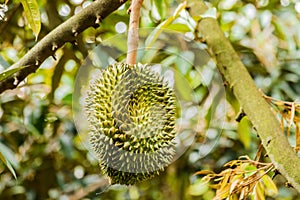 Fresh durian tropical fruit growing on durian tree plant in garden