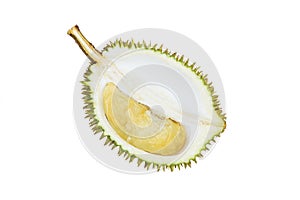 Fresh durian, tropicalfruit, king of fruit isolated on white background.