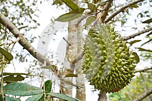 Fresh durians on the durian tree in organic durian orchard. durians is king of fruit in Thailand.