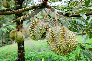 Fresh durians on tree