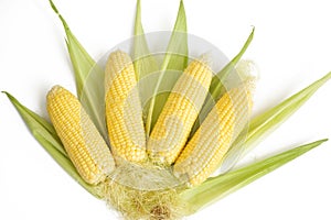 Fresh ear of corn on the cob isolated on white background