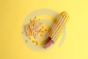 Fresh ear of corn isolated on a yellow background