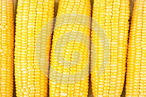 Fresh ear of sweet corn on cobs kernels or grains of ripe corn on white background vegetable isolated
