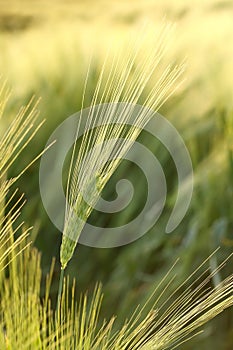 A fresh ear of wheat in the field in the sunshine