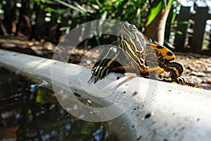 A fresh-eared slider turtle basks on the rocks next to an artificial pond. Wild life photo