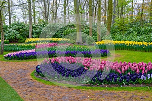 Fresh early spring pink, purple, white hyacinth bulbs. Flowerbed with hyacinths in Keukenhof park, Lisse, Holland, Netherlands