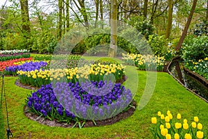 Fresh early spring pink, purple, white hyacinth bulbs. Flowerbed with hyacinths in Keukenhof park, Lisse, Holland, Netherlands