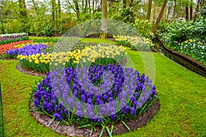 Fresh early spring pink, purple, white hyacinth bulbs. Flowerbed with hyacinths in Keukenhof park, Lisse, Holland, Netherlands