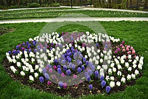 Fresh early spring purple, white and pink hyacinth bulbs, grown in the fowerbeds of the city park garden