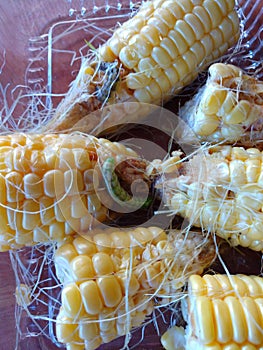 Fresh ears of corn with green  corn earworms