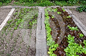 Fresh eco lettuce garden