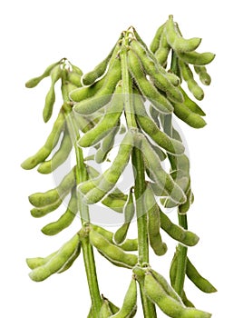 Fresh edamame soy beans