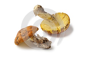 Fresh edible Amanita mushrooms