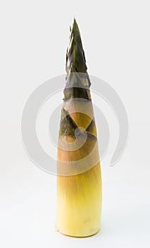 Fresh edible bamboo shoot on white background