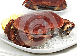 Fresh Edible Crab, cancer pagurus on Ice