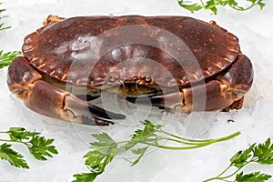 Fresh edible crab on ice