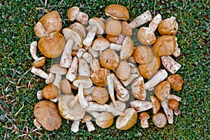 Fresh edible mushrooms in the grass