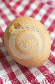 Fresh egg with broken shell