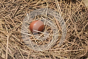 Fresh egg in chicken nest