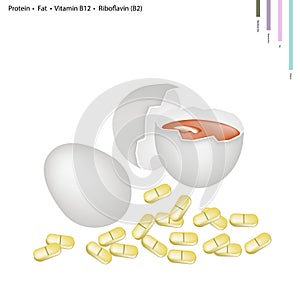 Fresh Egg with Protein, Fat, Vitamin B12, Riboflavin