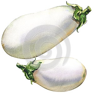 Fresh eggplant, aubergines isolated, watercolor illustration on white