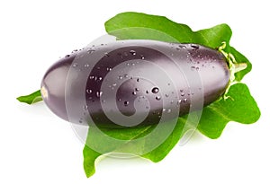 Fresh eggplant with green leaf