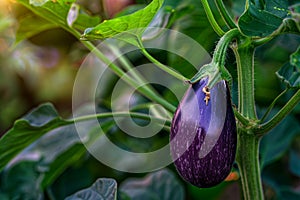 Fresh eggplant growing on a plant in a garden