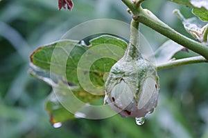 Fresh eggplant isolate on natural background.