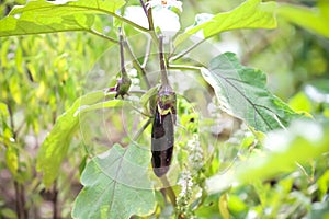 Fresh eggplant or  solanum melongena hanging on tree in vegetable farm background