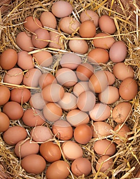 Fresh Eggs