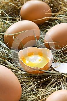 Fresh eggs