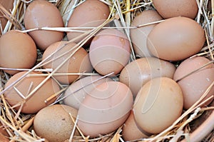 Fresh eggs