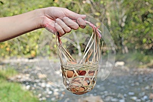 Fresh eggs in a basket in women hand.