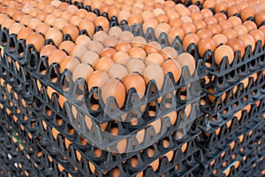 Fresh eggs in black plastic tray for sale on market. Egg panels arranged on a chicken farm