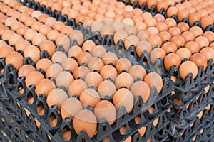 Fresh eggs in black plastic tray for sale on market. Egg panels arranged on a chicken farm