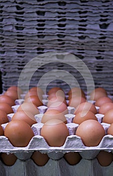 Fresh eggs on cardboard trays photo