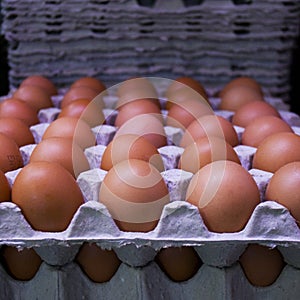 Fresh eggs on cardboard trays