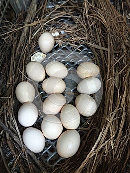 Fresh eggs from free range chicken inside a nest