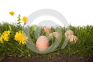 Fresh eggs in grass frontview