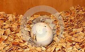 Fresh eggs in the nest. The egg is dirty white in the roots. Chicken egg. The egg is on sawdust. Pictured is one egg. Copy space